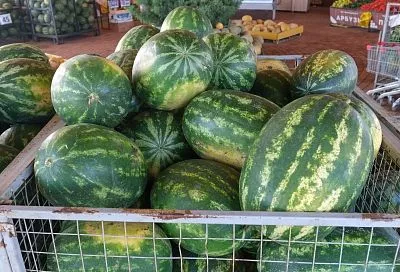 Сочные арбузы и твердые сыры: как кубанские фермеры совмещают традиции и современные технологии